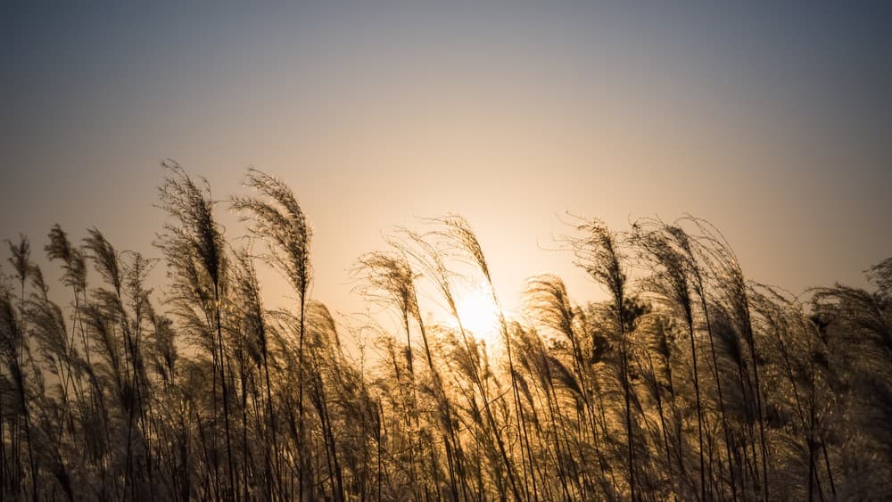 The Iran War Could Trigger a Global Fertilizer Shock