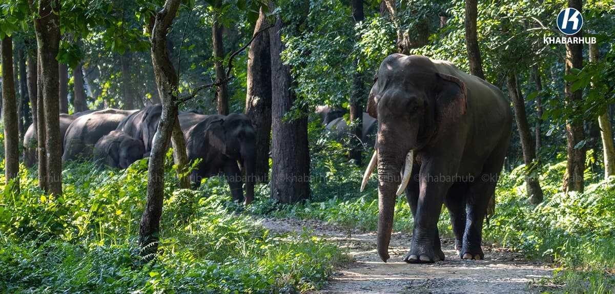 Elephant herds enter nightly, spreading fear in Bahundangi