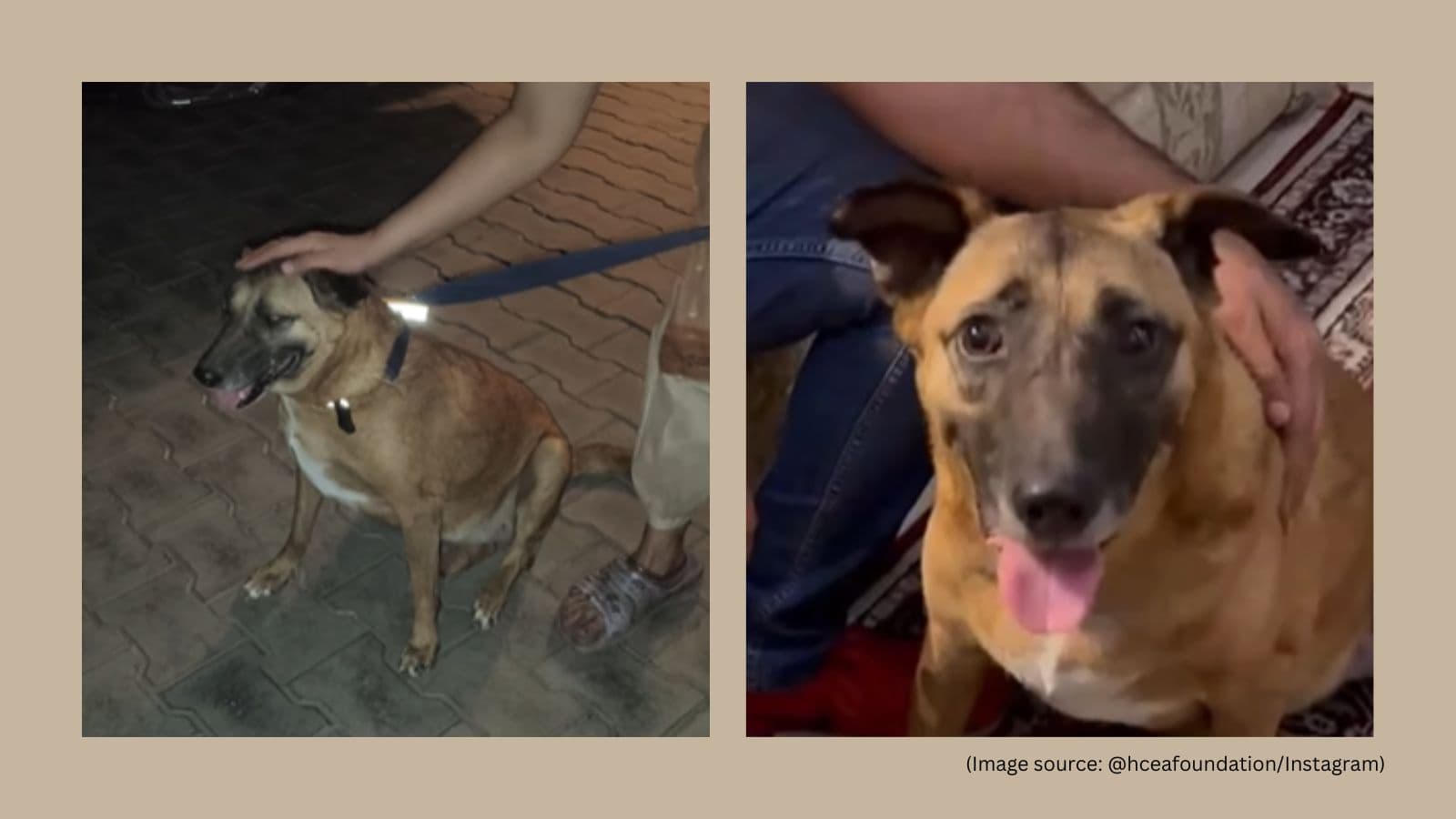 ‘Kaddu has been found’: Beloved IGI Airport stray dog missing for months rescued in Dwarka