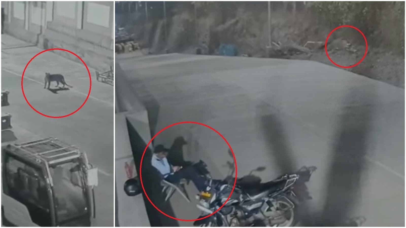 Now, leopard spotted near Mercedes Benz plant in Pune’s Chakan