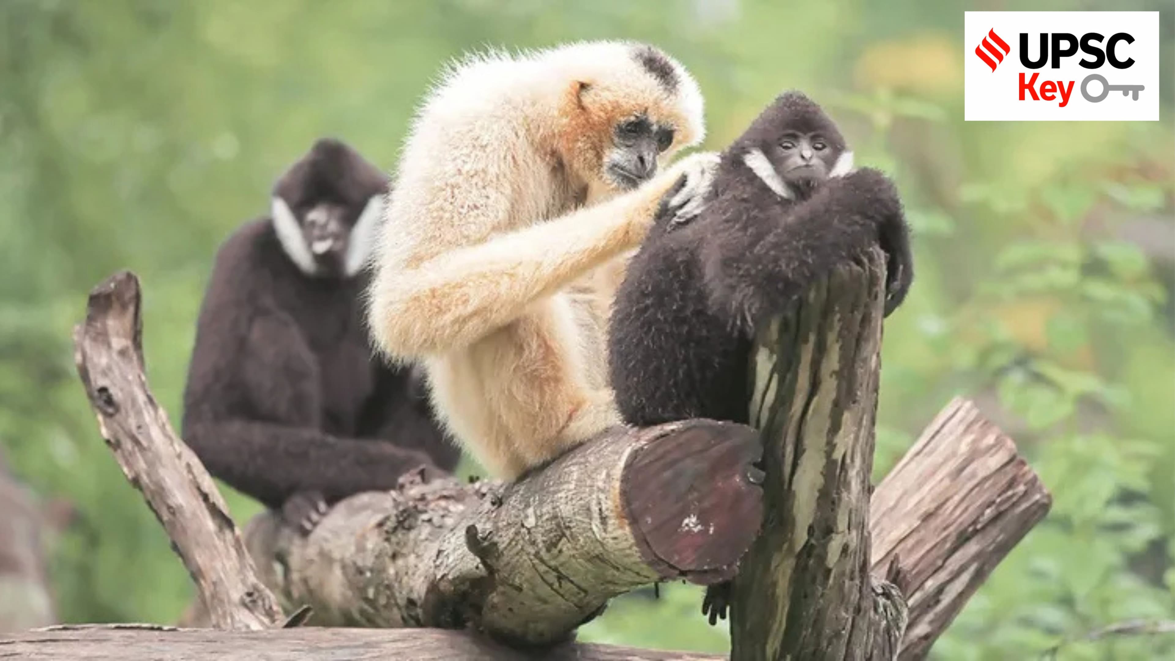 UPSC Key: Western hoolock gibbons, Trump-Xi summit and Ebola outbreak
