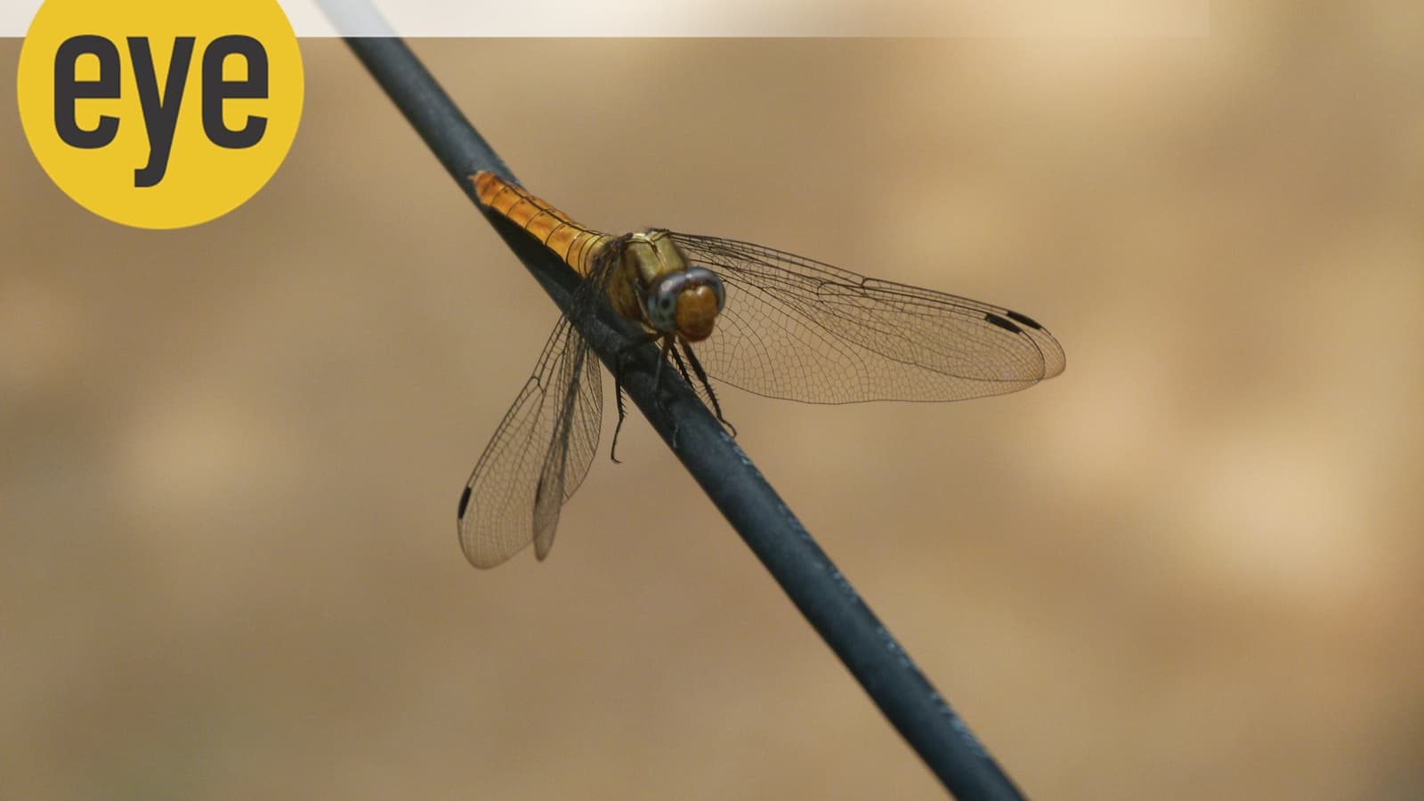What dragonflies tell us about the state of our waterbodies