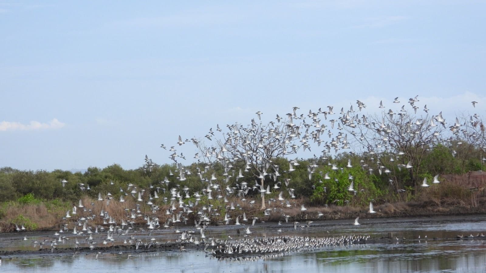 Why havent these birds left yet ? Thousands of migratory waders are still in Mumbai wetlands | Mumbai News