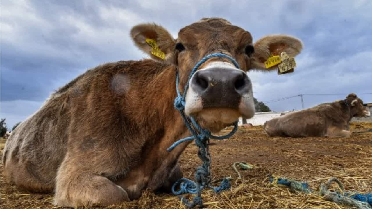 Madras High Court bans cow slaughter across Tamil Nadu , says sacrifice not essential to Bakrid
