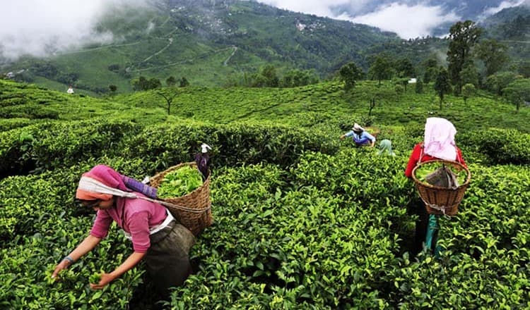 Nepal tea exports halted as India tightens lab testing rules
