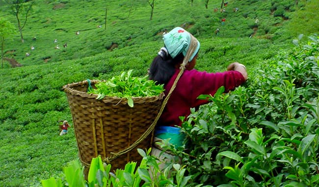 India’s new curbs stall Nepali tea exports, costly testing rules hit traders