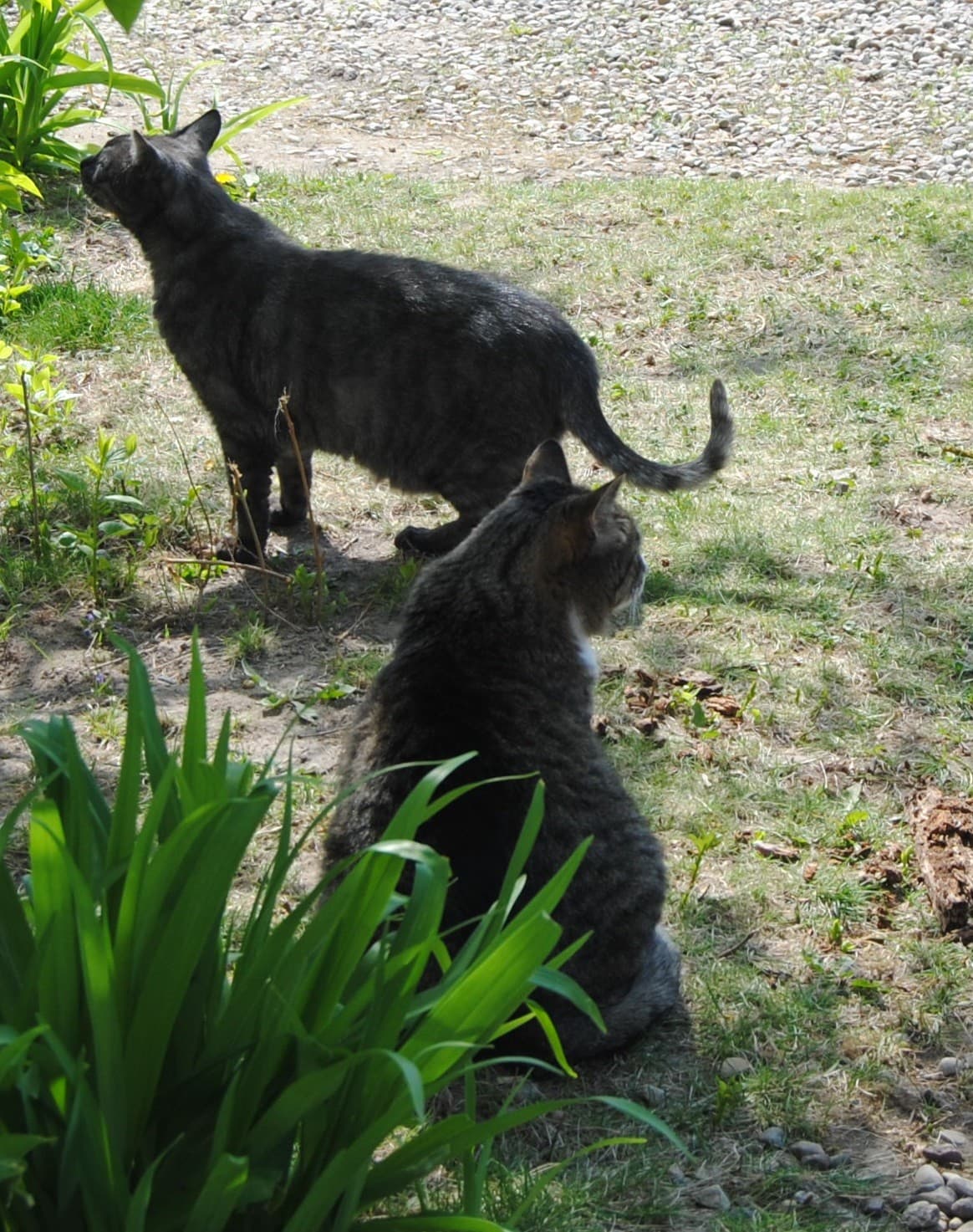 Wednesday: Hili dialogue