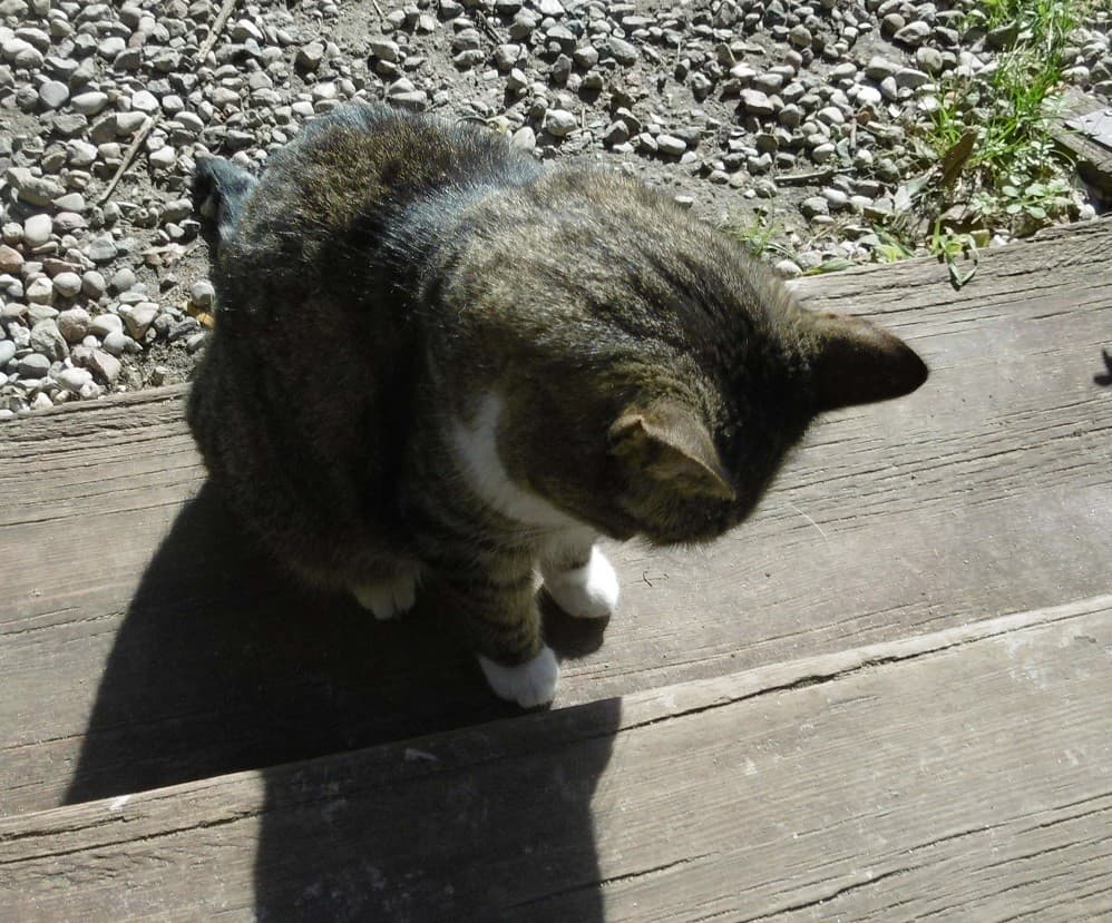 Sunday: Hili dialogue