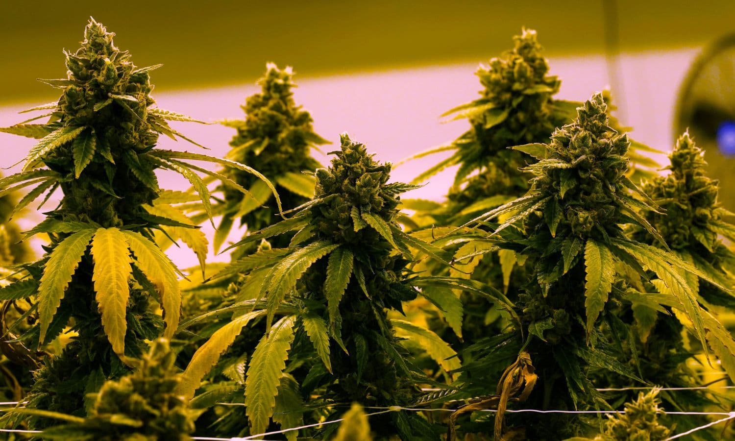 India Cannabis Legality Trip , From Sacred Roots to Modern Medicine