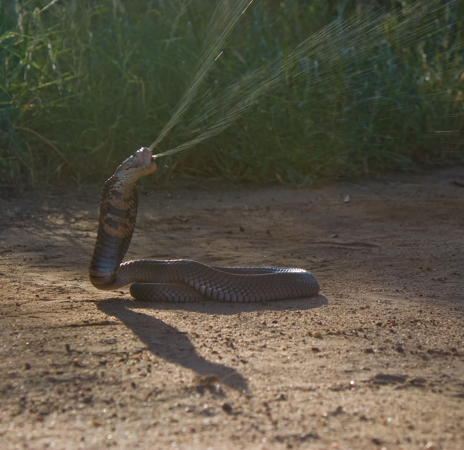 Risk of snakebites increasing as reptiles adapt to changing world, says study