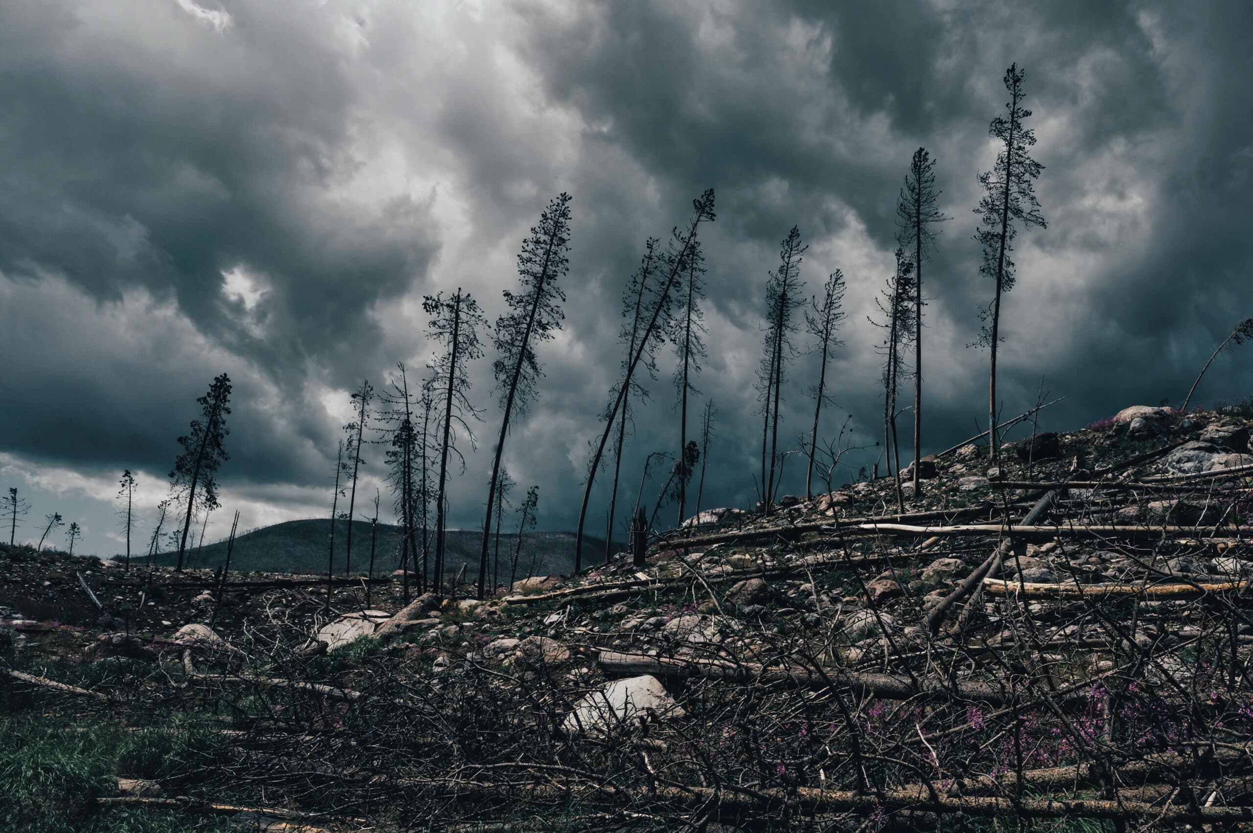 Seeds Series Volume 2: How to live through collapse – unmaking a broken system