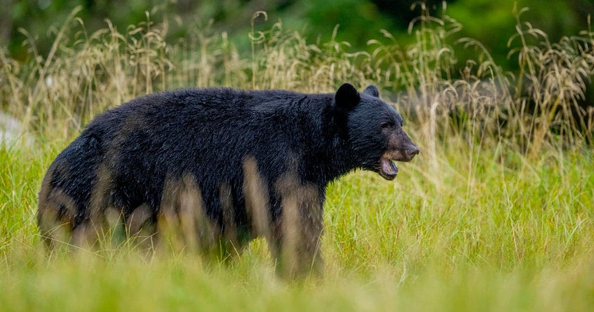 Bear kills worker at uranium mining company's facility in Canada