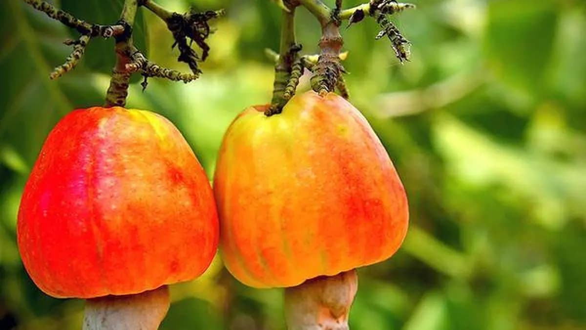 ‘Need to explore the value-addition potential of cashew apples instead of wasting them’