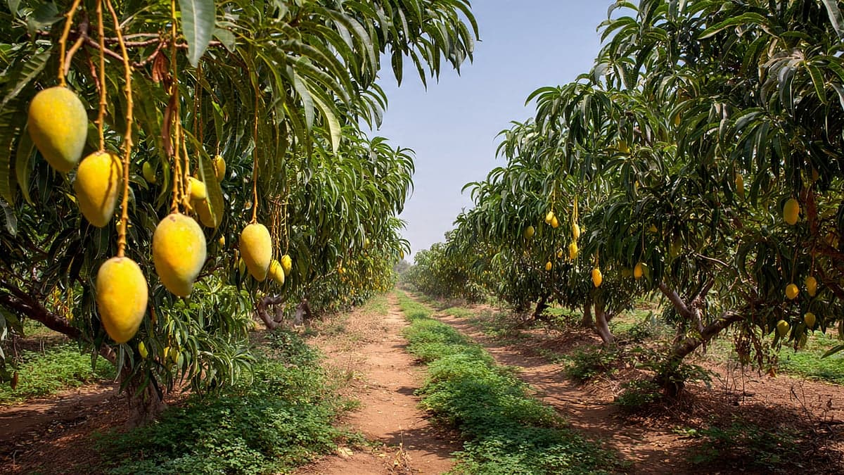 Indian Mango Exporters Hit As Japan Halts Imports , US Freight Costs Surge