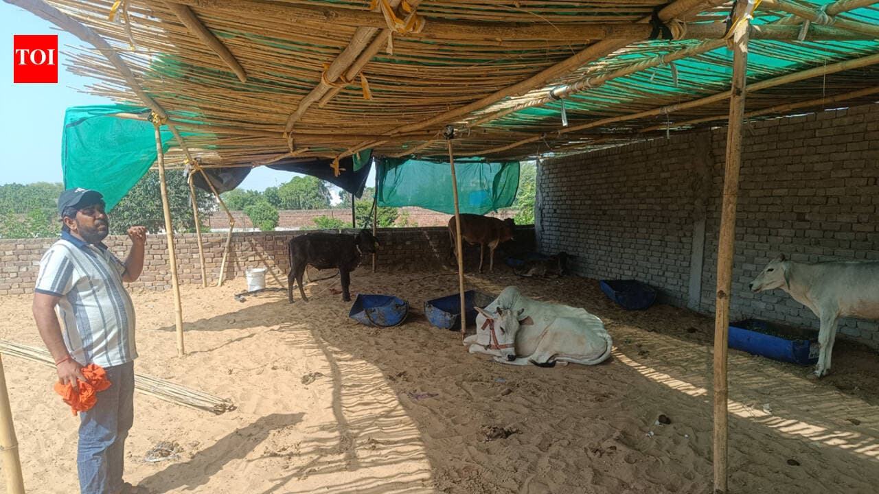Vet team formed to treat LSD-hit cattle in Hisar facility
