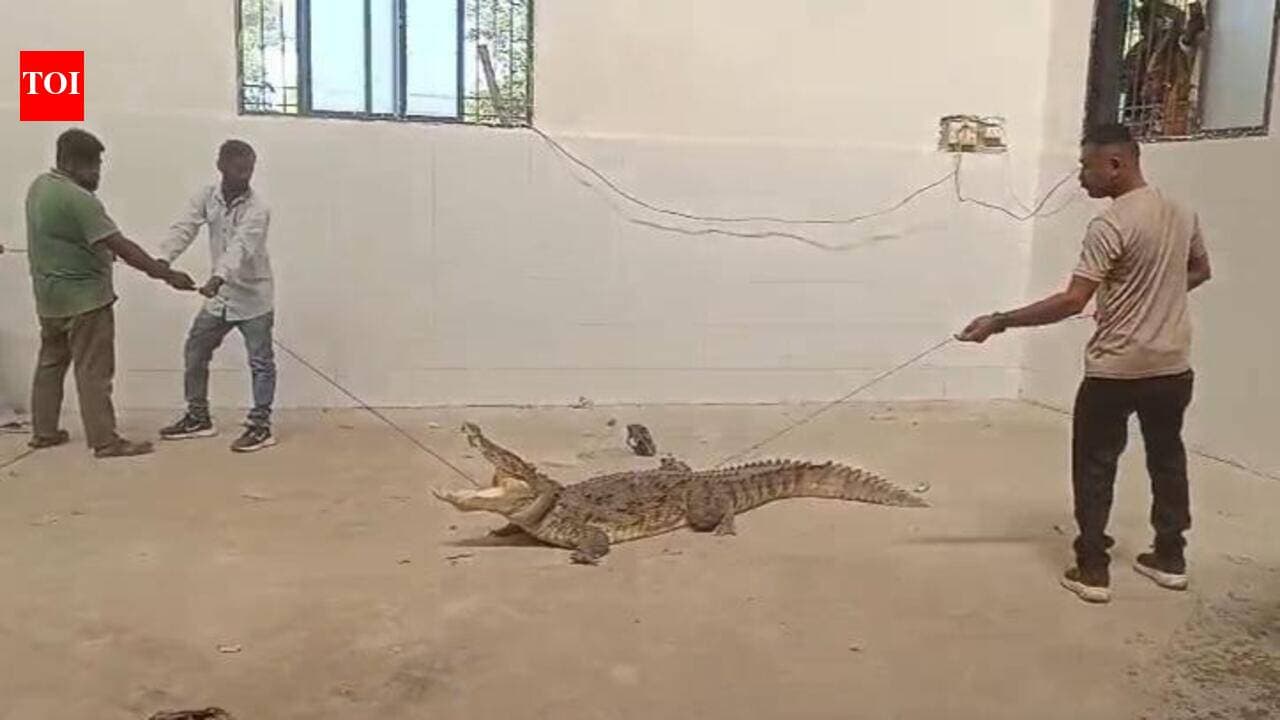 Crocodile found inside food factory