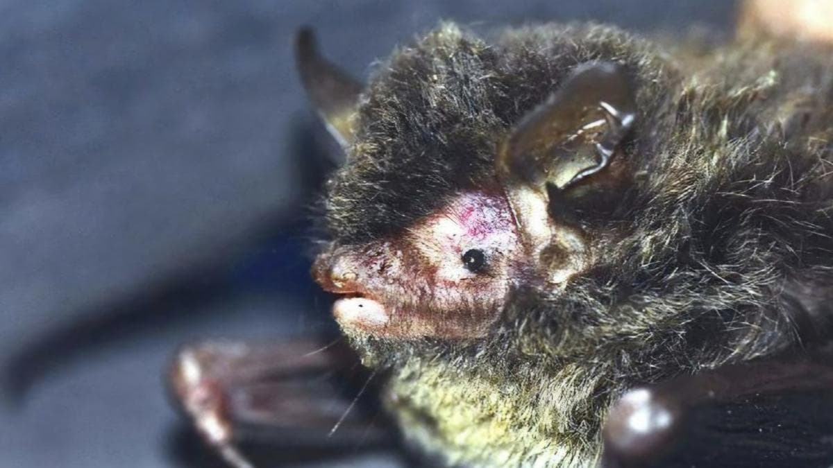 India adds 709 new species to its faunal database in 2025 , 353 taxa to its flora